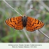 melitaea persea vashlovani female 1